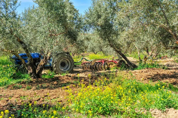 Zeytin korusunda tarla sürme görevleri yapan traktör - disk harrows