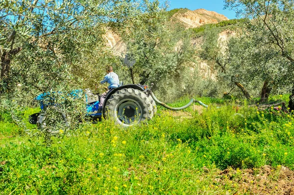 Zeytin korusunda tarla sürme görevleri yapan traktör - disk harrows