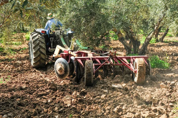 Zeytin korusunda tarla sürme görevleri yapan traktör - disk harrows