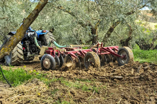 Ελκυστήρας που εκτελεί εργασίες άροσης στον ελαιώνα - σκληροί δίσκοι — Φωτογραφία Αρχείου