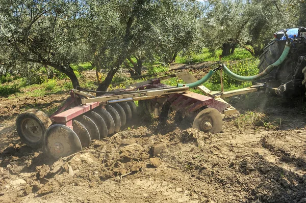 Zeytin korusunda tarla sürme görevleri yapan traktör - disk harrows