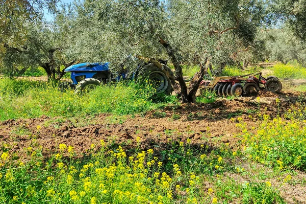 Zeytin korusunda tarla sürme görevleri yapan traktör - disk harrows