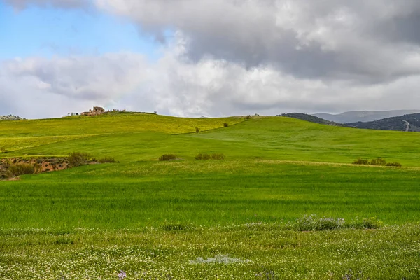 Panoramablick auf ein Getreidefeld, ländliche Getreidewirtschaft — Stockfoto