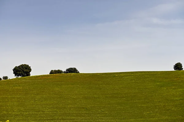 Vista panorâmica de um campo de cereais, agricultura de cereais rural — Fotografia de Stock