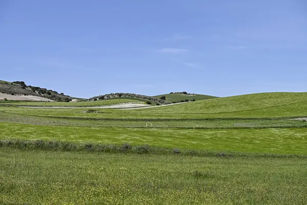 Panoramautsikt över ett spannmålsfält, lantligt spannmålsjordbruk — Stockfoto