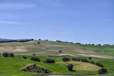 Mısır gevreği tarlasının panoramik görüntüsü, kırsal tahıl tarımı