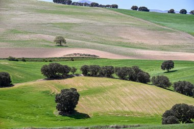 Mısır gevreği tarlasının panoramik görüntüsü, kırsal tahıl tarımı
