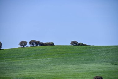 Mısır gevreği tarlasının panoramik görüntüsü, kırsal tahıl tarımı