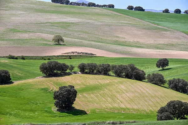 Mısır gevreği tarlasının panoramik görüntüsü, kırsal tahıl tarımı — Stok fotoğraf