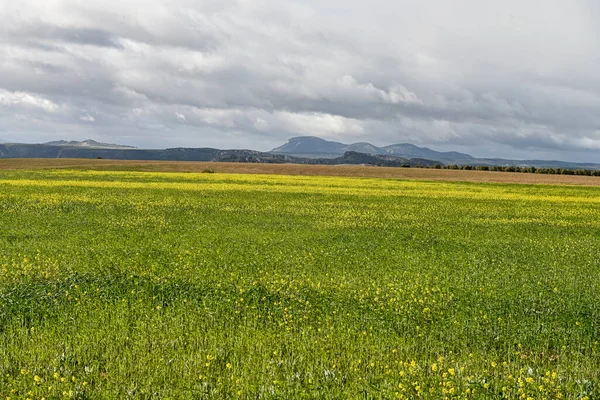 Mısır gevreği tarlasının panoramik görüntüsü, kırsal tahıl tarımı