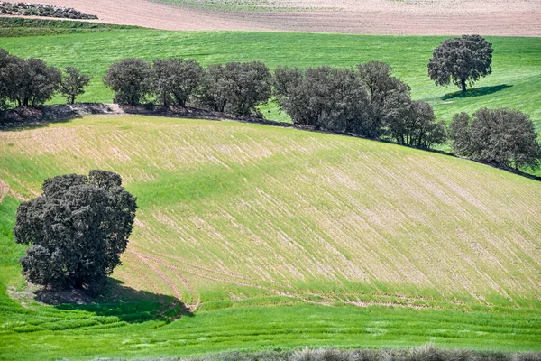 Panoramablick auf ein Getreidefeld, ländliche Getreidewirtschaft — Stockfoto