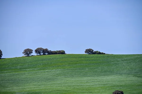 Vista panorámica de un campo de cereales, agricultura rural de cereales — Foto de Stock