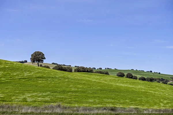 Mısır gevreği tarlasının panoramik görüntüsü, kırsal tahıl tarımı