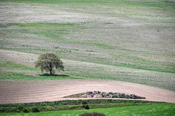 Mısır gevreği tarlasının panoramik görüntüsü, kırsal tahıl tarımı — Stok fotoğraf