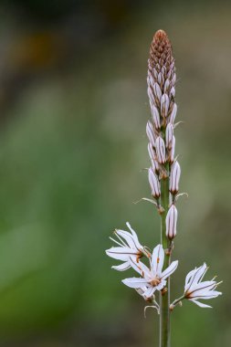 Asphodelus albus - Akdeniz bölgesinde yetişen uzun ömürlü bir bitkidir..