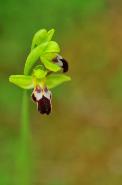 Ophrys Fusca, Orchidaceae ailesinin Orchidinae alt kabilesinin bir türüdür..