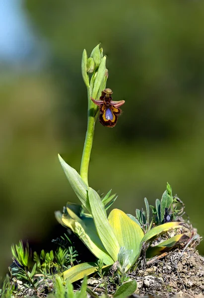 Ophrys Speculum Είναι Ένα Είδος Ορχιδέας Που Ονομάζεται Ορχιδέες Μέλισσα — Φωτογραφία Αρχείου