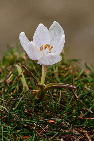 Colchicum Triphyllum Una Specie Pianta Fiore Bulbosa Appartenente Alla Famiglia — Foto Stock