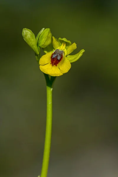 Ophrys Lutea Jest Gatunkiem Storczyków Zwanych Orchideami Pszczeli — Zdjęcie stockowe