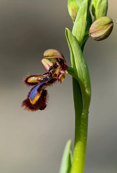 Ophrys Speculum Jest Gatunkiem Storczyków Zwanych Orchideami Pszczeli — Zdjęcie stockowe
