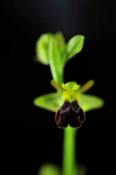 Ophrys Fusca Rodzaj Orchidei Podplemienia Orchidinae Rodziny Orchidaceae — Zdjęcie stockowe