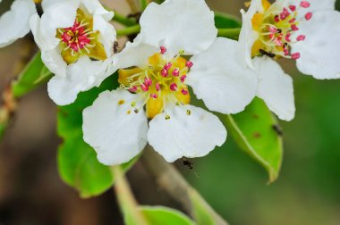 Armut çiçeği - beyaz ya da beyaz-pembe.