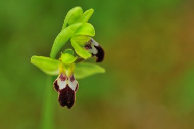 Ophrys Fusca, Orchidaceae ailesinin Orchidinae alt kabilesinin bir türüdür..