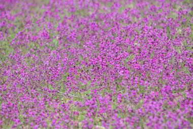 Doğal çiçekli arka plan, pembemsi renk..