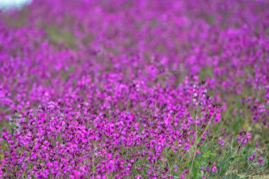 Natural floral background, pinkish in color.