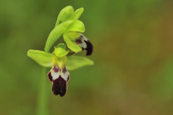 Ophrys Fusca Kind Orchids Orchidinae Subtribe Orchidaceae Family — Photo