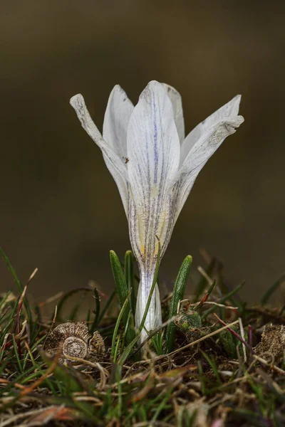 Crocus Nevadensis Biały Górski Krokus Jest Rośliną Liliopsida — Zdjęcie stockowe