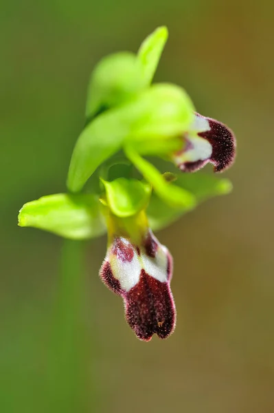 Ophrys Fusca Una Specie Orchidea Della Sottotribù Delle Orchidinae Della — Foto Stock