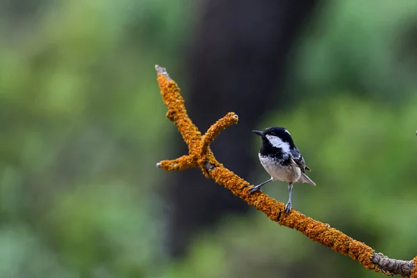 Periparus Ater Titmouse Jest Gatunkiem Ptaków Rodziny Paridae — Zdjęcie stockowe