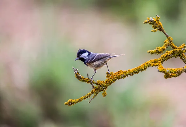 Periparus Ater Titmouse Species Passerine Bird Paridae Family — Stock Photo, Image