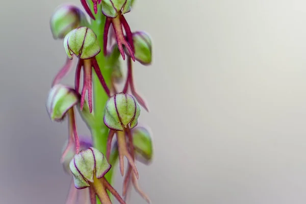 蘭アントロポプラ 南ヨーロッパの野生蘭 旧Aceras Anthropophorum — ストック写真