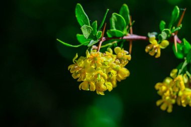 Berberis vulgaris - Barberry 'de hermafroditik çiçekler var.