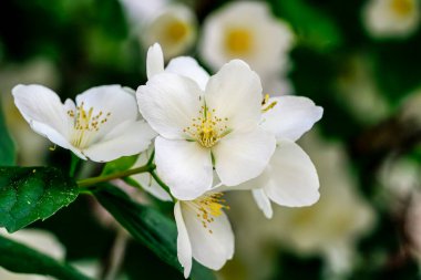 Celindo çiçeği, yaygın olarak yetiştirilen popüler bir süs bitkisidir..