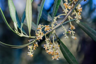 Zeytin ağacının çiçekleri küçüktür ve kümeler halinde gruplandırılırlar, beyaz bir renge ve sarı bir merkeze sahiptirler..