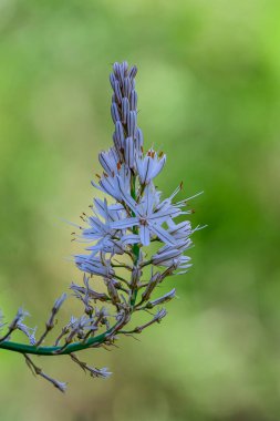 Asphodelus albus - Akdeniz bölgesinde yetişen uzun ömürlü bir bitkidir..