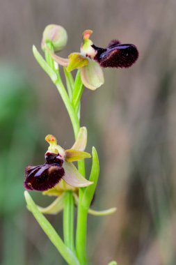 Ophrys sphegodes, Ophrys cinsinin bir türüdür. Onlar sözde ilk örümcek orkidelerinin orkideleri..