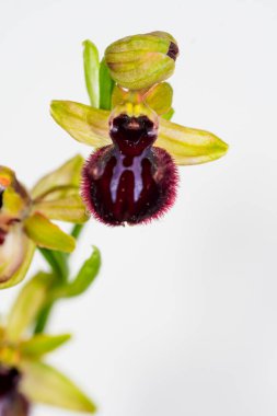 Ophrys sphegodes, Ophrys cinsinin bir türüdür. Onlar sözde ilk örümcek orkidelerinin orkideleri..