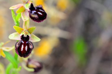 Ophrys sphegodes, Ophrys cinsinin bir türüdür. Onlar sözde ilk örümcek orkidelerinin orkideleri..