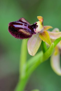 Ophrys sphegodes, Ophrys cinsinin bir türüdür. Onlar sözde ilk örümcek orkidelerinin orkideleri..