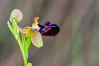 Ophrys sphegodes, Ophrys cinsinin bir türüdür. Onlar sözde ilk örümcek orkidelerinin orkideleri..