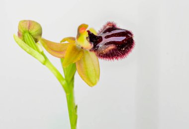Ophrys sphegodes, Ophrys cinsinin bir türüdür. Onlar sözde ilk örümcek orkidelerinin orkideleri..