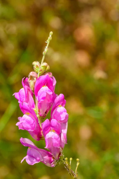 Antirrhinum Boca Dragon Una Hermosa Flor Rosa Salvaje Del Sur —  Fotos de Stock