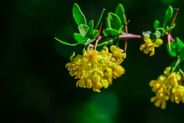 Berberis Vulgaris Барбарис Имеет Гермафродитные Цветы — стоковое фото