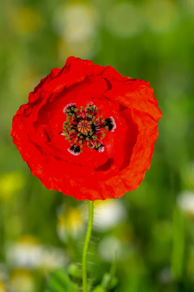 ケシの花や乳頭のシャクナゲ 強烈な赤の色を持つケシ — ストック写真