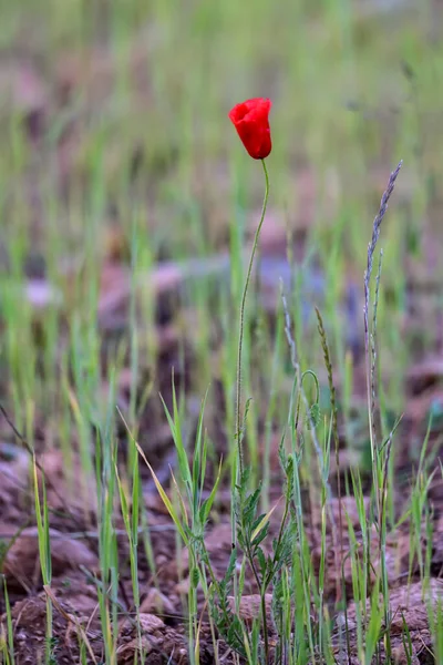 シリアルフィールドの赤いケシの花 — ストック写真