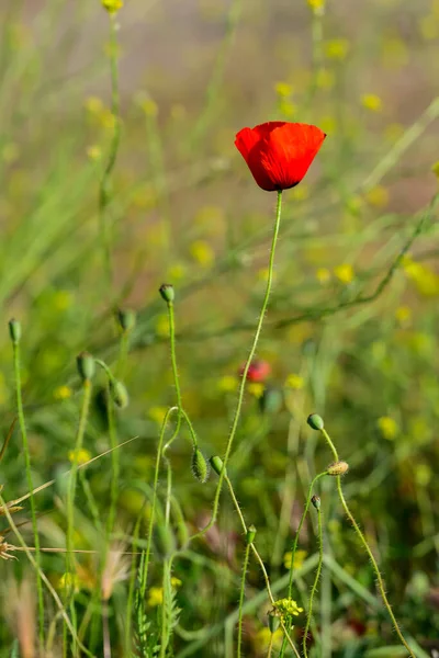 シリアルフィールドの赤いケシの花 — ストック写真